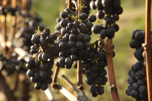 closeup of red grapes in a vineyard