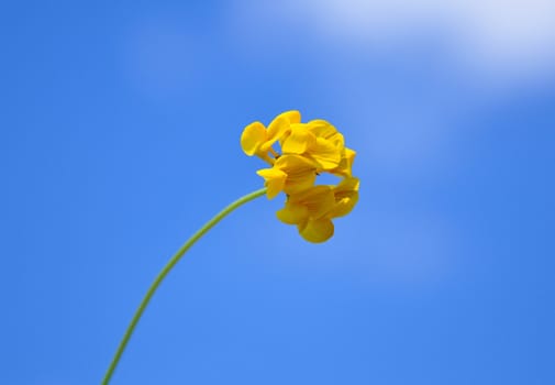 Bird's-foot trefoil (Lotus corniculatus)