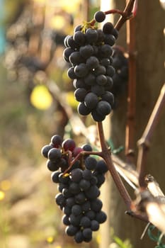 closeup of red grapes in a vineyard