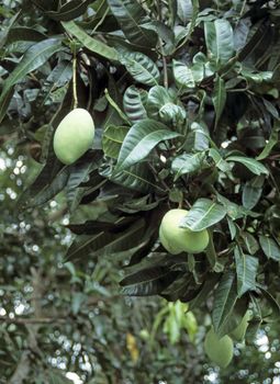 Mango tree (Mangifera indica)