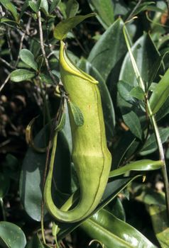 Pitcher plant (Nepenthes)