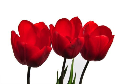 Red tulips