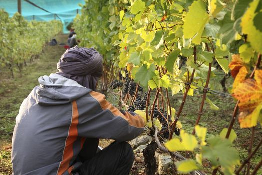 harvesting of wine grapes