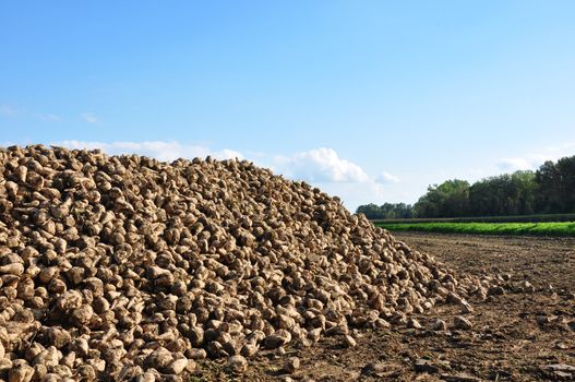 Sugar beets