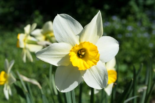 fresh spring narcissus flowers in the yard