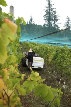 harvesting of wine grapes