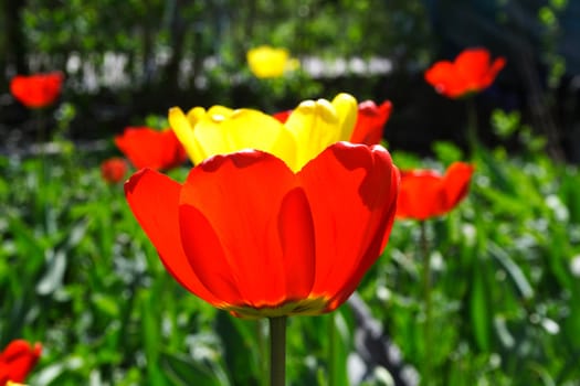 fresh spring tulips flowers in the yard