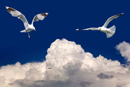 Birds fly in the blue sky over clouds