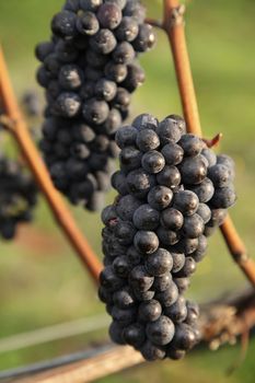 closeup of red grapes in a vineyard