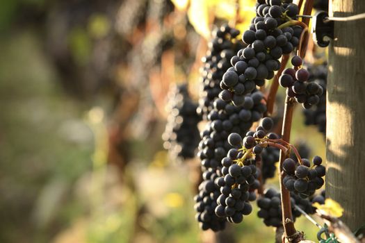 closeup of red grapes in a vineyard