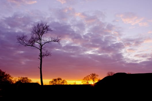 beautiful evening sunset landscape with tree background