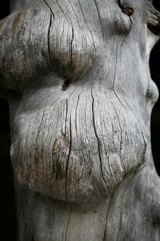 Snag wood texture background
