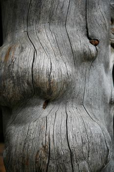 Snag wood texture background