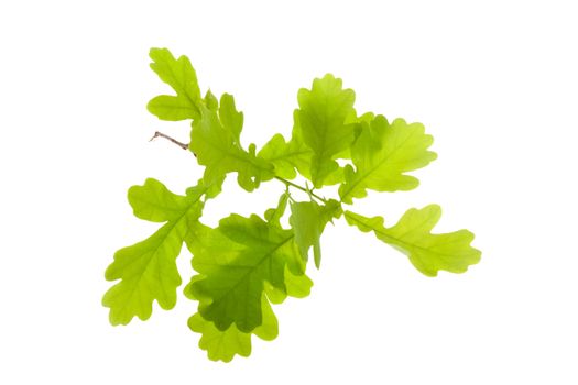 Green oak leaves isolated on white background 