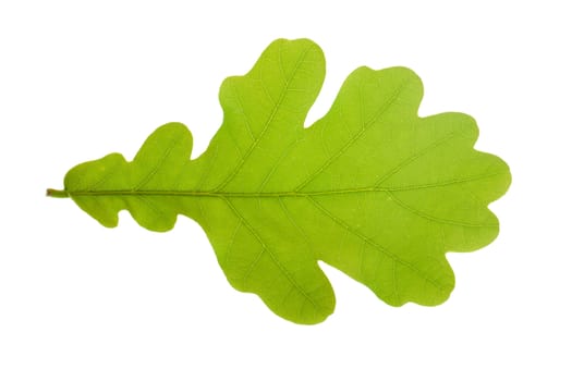 oak tree leaf isolated on white