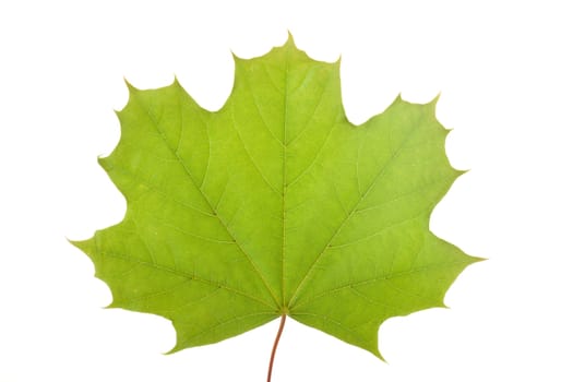 maple leaf isolated on white background 