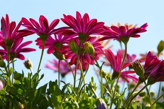 pink daisy flowers glowing on sunlight over light blue sky