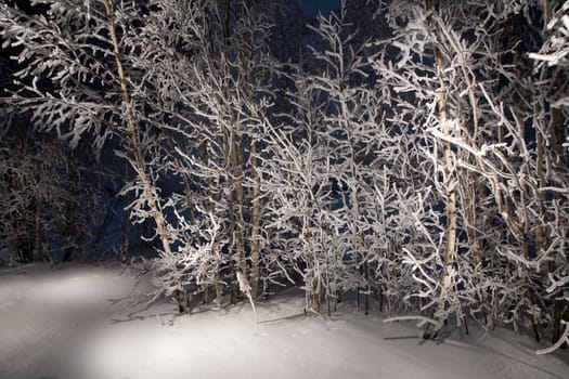 Lone trees in snowy woods.
A wintry forest at night.