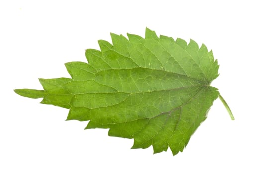 Fresh green nettle leaf isolated on a white 