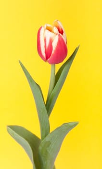 red tulip, photo on the yellow background 