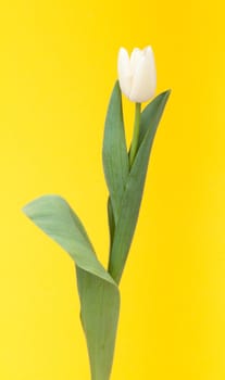 White tulip, photo on the yellow background 