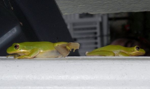 American tree frogs often come out and mate just after warm summer rains. Here, two have met up on a downspout.