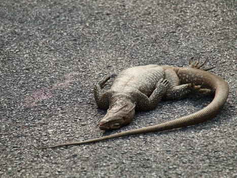 Dead iguana on the road in Malaysia