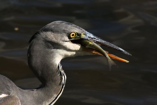 a gray heron with prey fish