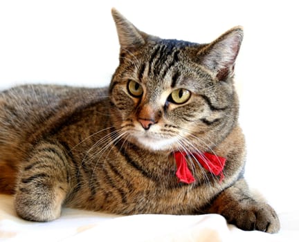 tiger-striped cat with a red cloth