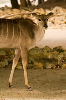 An Antelope pauses in an early summers evening
