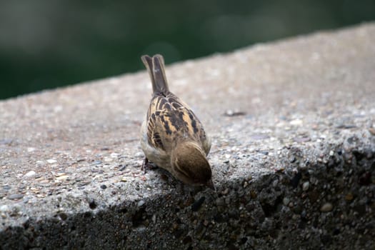 A bird pauses at the edge on a cool summer evening