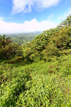 Beautiful view of the lush tropical forests of Puerto Rico.