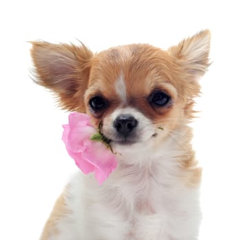 portrait of a cute purebred  puppy chihuahua withe rose in front of white background