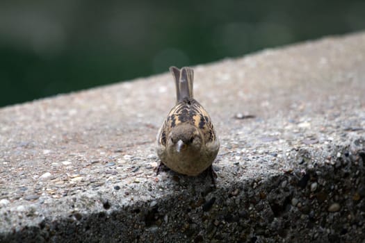 A bird pauses at the edge on a cool summer evening