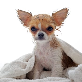 portrait of a wet purebred  puppy chihuahua in front of white background