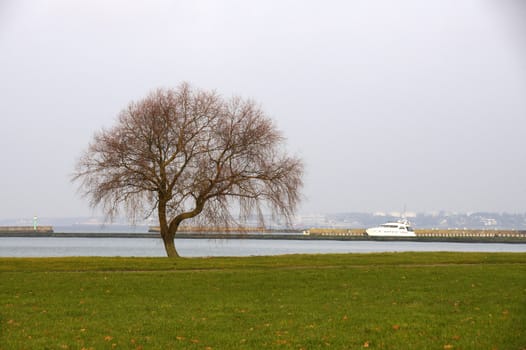 Tree on a background of the gulf