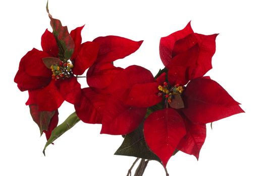 red poinsettia photo on the white background