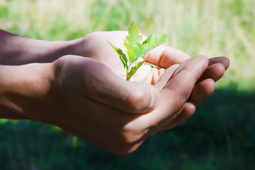 Small green tree oak in human hands