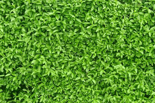 A fragment of a living fence . Densely sprouted branches with leaves sparkle in the daylight