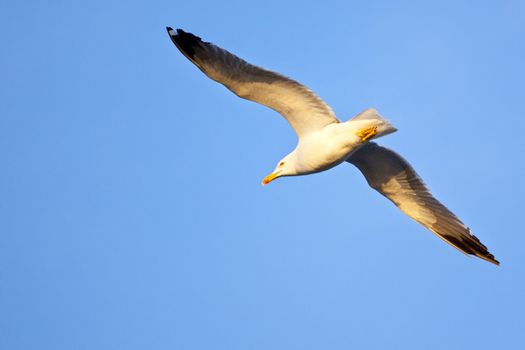 Flying sea gull at a beach near Gibraltar.