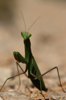 close-up of a praying mantis.