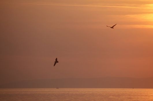 Seagulls flying around in the sunset