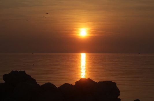 Seagulls flying around in the sunset