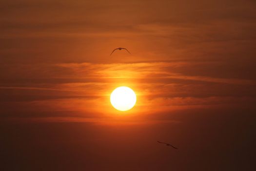 Seagulls flying around in the sunset