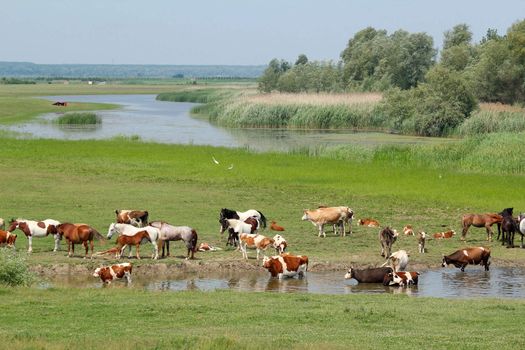 cows and horses on river