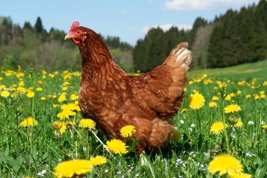 Hen outside in the meadow