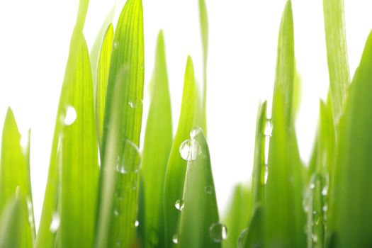 close up of vivid fresh green grass