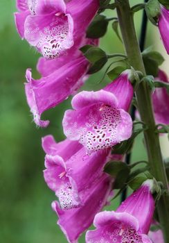 Close up of Purple foxglove (Digitalis purpurea) in bloom. Shallow depth of field.
