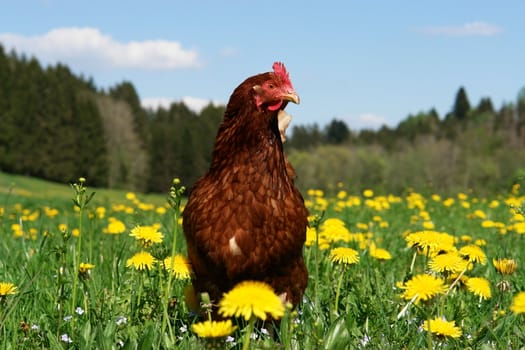 Hen outside in the meadow at springtime