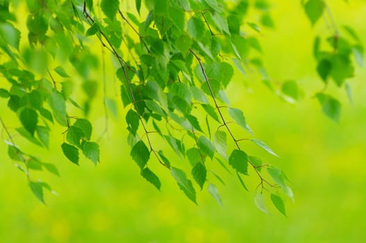 green leaves foliage at springtime outside in the nature